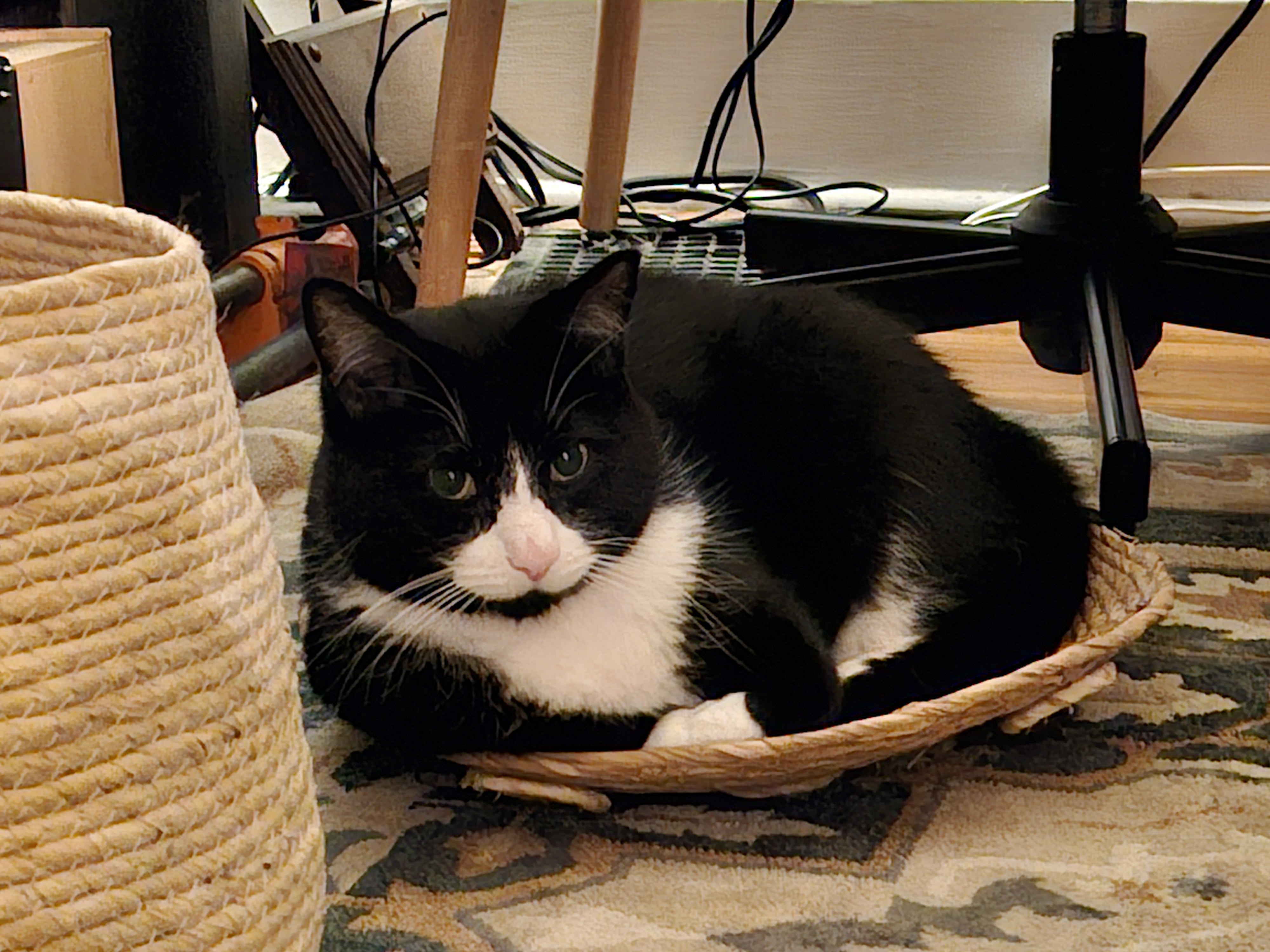 Sylvester